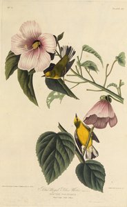 Parula dalle Ali Blu. Da Gli Uccelli d