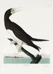  da John James Audubon