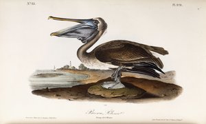 Pellicano bruno