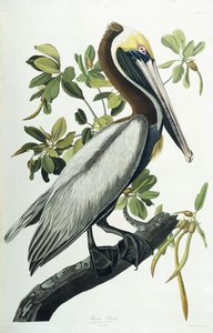 Pellicano bruno, 1835 da John James Audubon