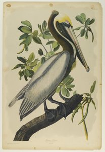 Pellicano bruno da John James Audubon