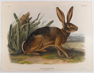 Lepre della California, 1847 da John James Audubon