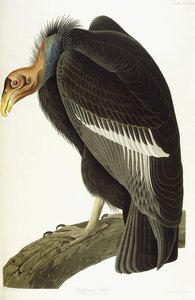 Avvoltoio Californiano, Vecchio Maschio