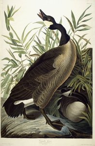 Oca del Canada da John James Audubon