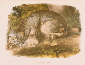 Lince canadese da John James Audubon