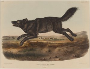 Canis Lupus (Lupo americano nero) da John James Audubon