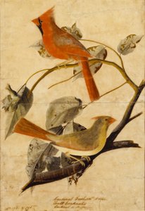 Beccogrosso cardinale da John James Audubon
