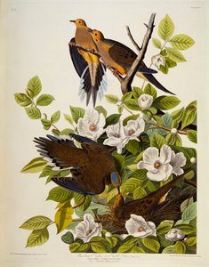 Tortora della Carolina. Tortora triste da John James Audubon