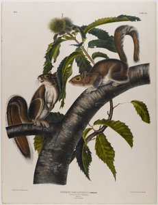 Scoiattolo grigio della Carolina da John James Audubon