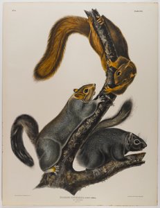 Scoiattolo gatto da John James Audubon