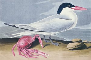 Sterna di Cayenna da John James Audubon