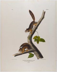 Scoiattolo colombiano da John James Audubon