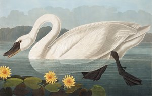 Cigno americano comune, Cygnus Americanus, da "Gli uccelli d