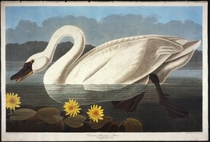 Cigno americano comune. Cigno fischiante da John James Audubon