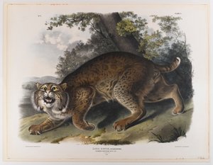 Gatto selvatico americano comune da John James Audubon