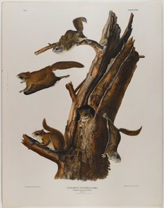 Scoiattolo volante comune da John James Audubon