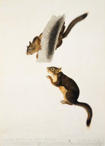 Scoiattolo Douglas, per il folio I quadrupedi vivipari del Nord America, pubblicato nel 1845, c.1841-43
