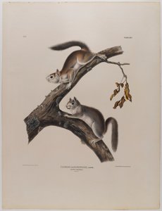 Scoiattolo lanuginoso da John James Audubon