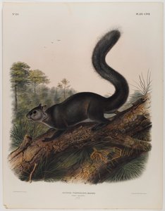 Scoiattolo scuro da John James Audubon