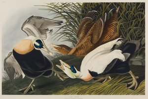 Anatra edredone, 1835 da John James Audubon