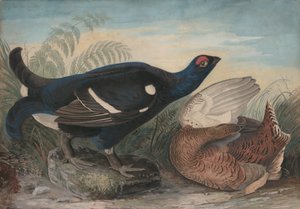Galli neri inglesi da John James Audubon