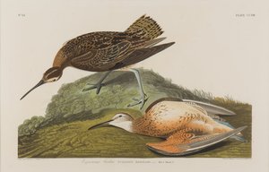 Chiurlo esquimese, 1834