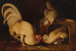 Pollame del cortile, c. 1827 da John James Audubon