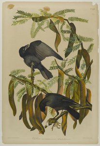 Corvo pescatore da John James Audubon