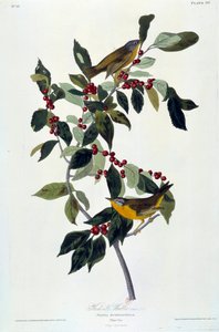Fiori e uccelli da John James Audubon