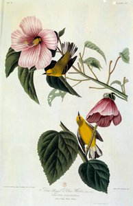 Fiori e uccelli da John James Audubon