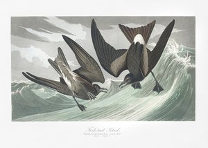  da John James Audubon