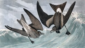 Petrello codaforcuta, Thalassidroma Leachii, da "Gli uccelli d