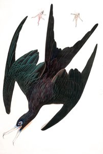 Fregata Pelican, Tachypetes Aquilis, da "The Birds of America" di John J. Audubon, pub. 1827-38 (incisione colorata a mano) da John James Audubon