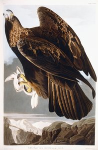 Aquila reale da John James Audubon