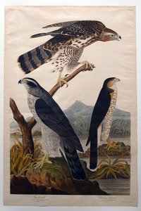  da John James Audubon
