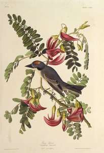 Tiranno grigio. Da Gli Uccelli d