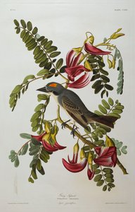 Tiranno grigio. Re degli uccelli grigi da John James Audubon