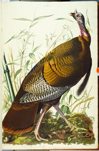Grande maschio americano Beck. Tacchino selvatico da John James Audubon