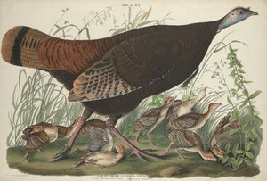 Grande Gallina Americana e Giovani, 1827