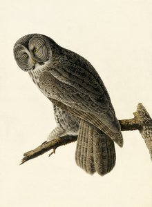 Grande gufo cenerino, Strix Nebulosa, da "Gli uccelli d