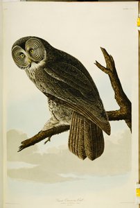 Grande gufo cenerino, da "Gli uccelli d