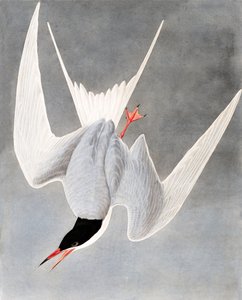 Grande sterna, Sterna Hirundo, da "Gli uccelli d