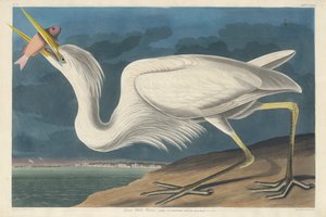 Grande Airone Bianco, 1835