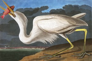 Grande airone bianco, Ardea Occidentalis, da "Gli uccelli d