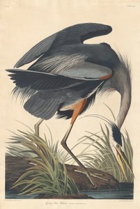 Grande Airone Blu, 1834 da John James Audubon