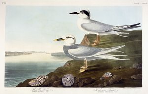 Sterna di Havell e Sterna di Trudeau, 1838 da John James Audubon