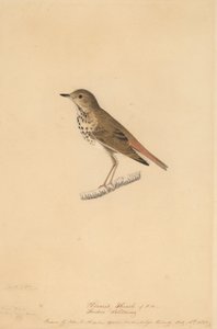 Tordo Eremita, 1820 da John James Audubon