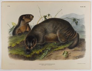Marmotta grigia da John James Audubon