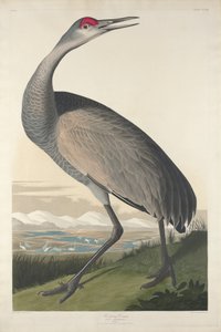 Gru Che Fiscia, 1835