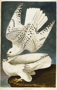 Falco Pellegrino Islandese o Jer Falcon